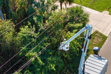 tree care